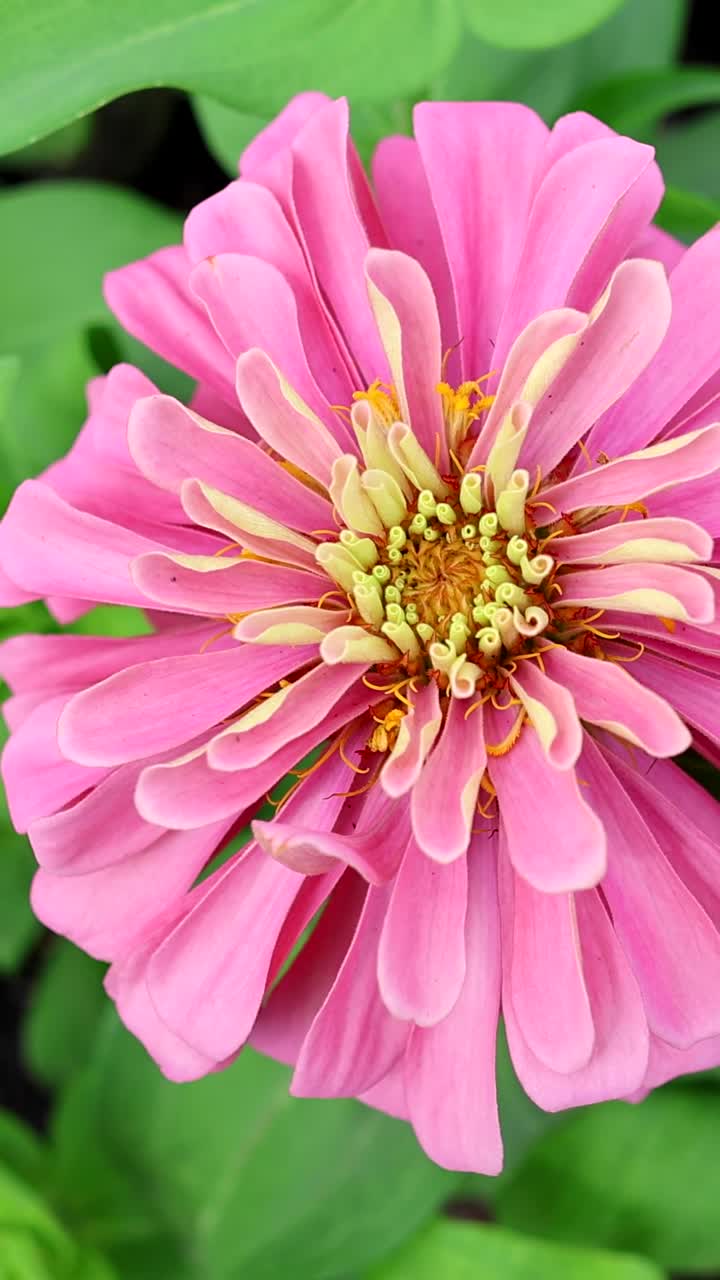 la flor de zinnia se abre en una cama de jardín.