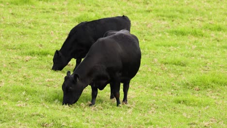 cows grazing and socializing in a field