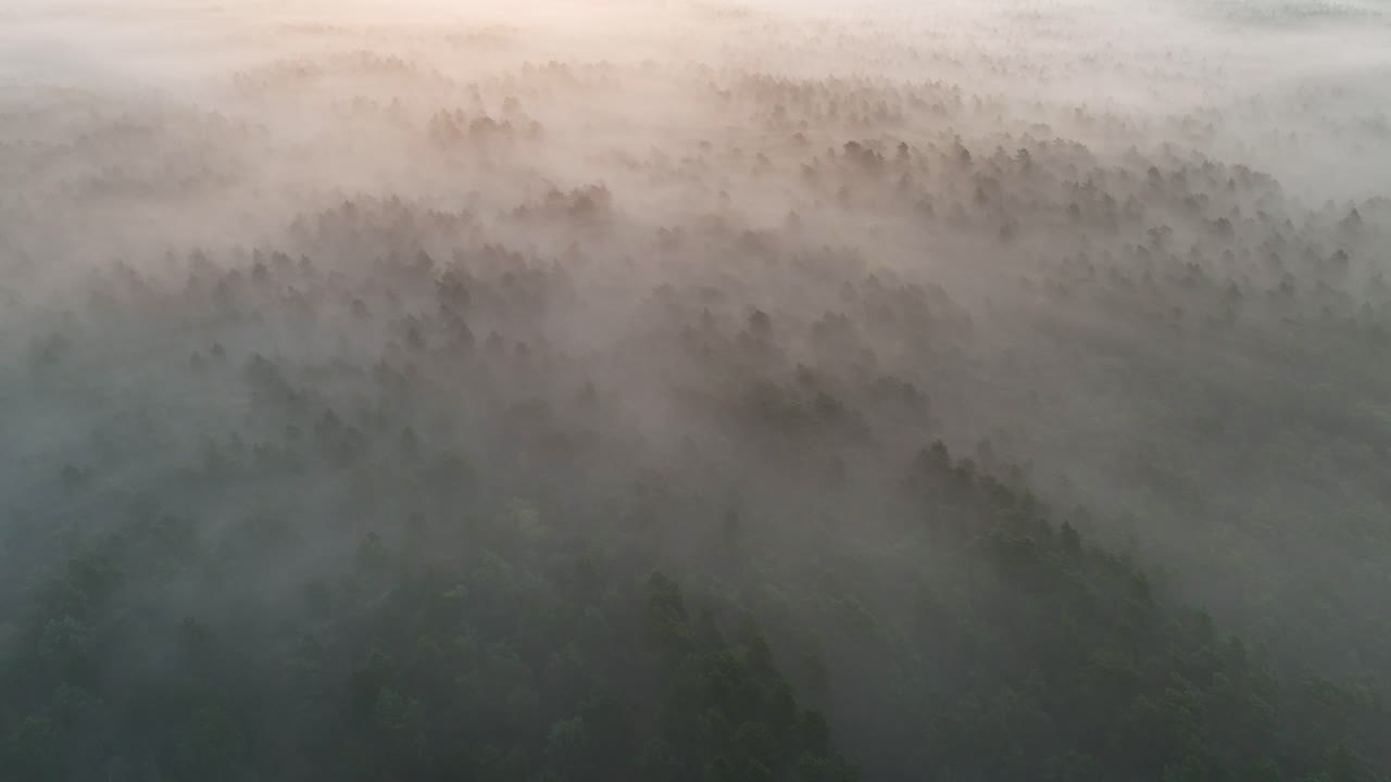 Misty Forest from Above
