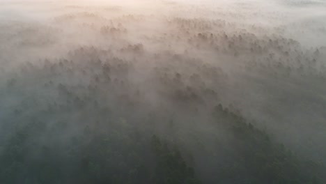 misty forest from above