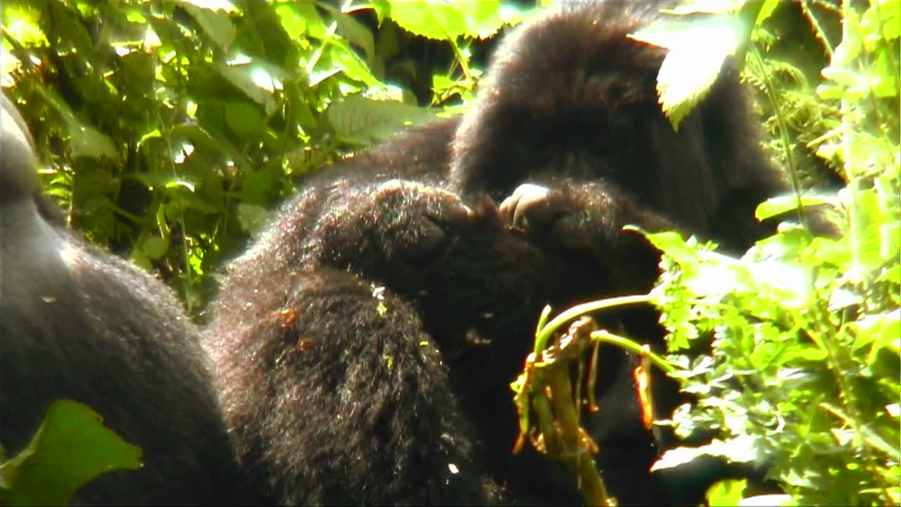 Gorilla di montagna nella giungla