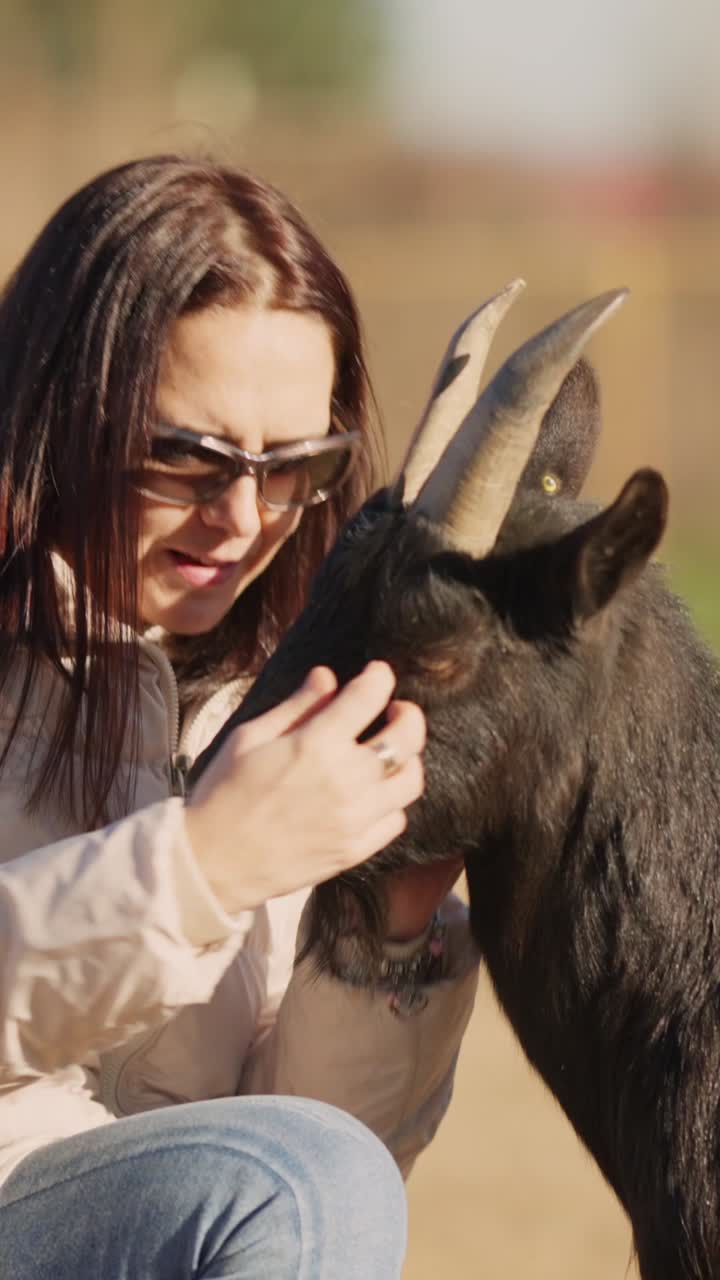 Woman gently petting an african dwarf goat in a farm