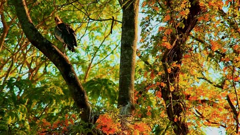 An-adult-black-face-ibis-preens-itself-in-the-top-of-a-tree-with-green-and-orange-colors