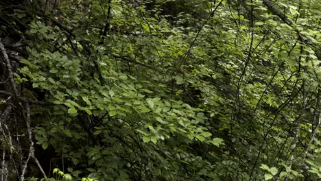 dense forest undergrowth