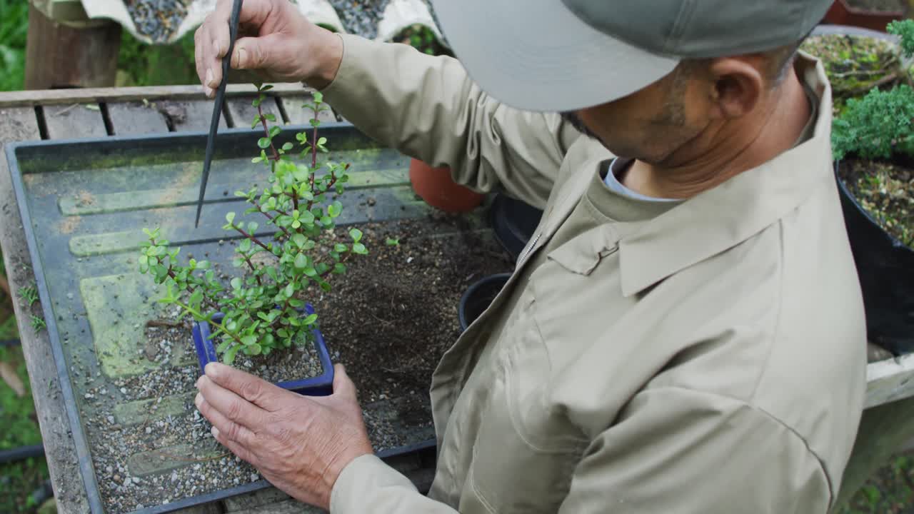 jardinero afroamericano que cuida el árbol de bonsai en el centro de jardinería