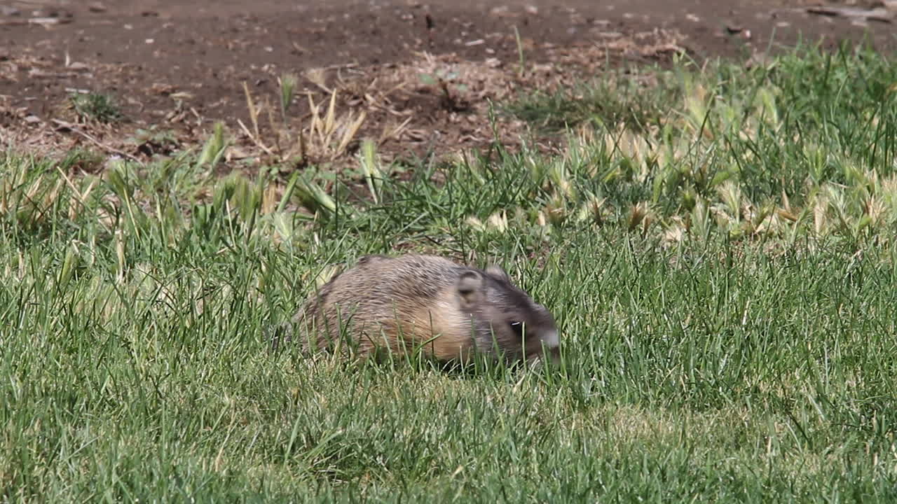 매크로: 배고픈 노란 배 모피 마르모트는 풀에서 초록 풀을 먹습니다.