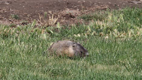 Macro:-Hungry-Yellow-bellied-furry-Marmot-eats-green-grass-in-meadow