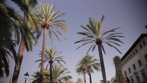 Palmeras-Contra-Un-Cielo-Azul-En-Palma-De-Mallorca