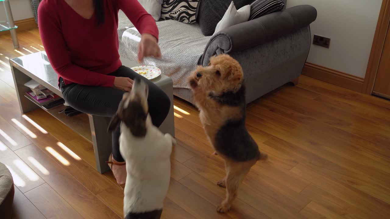 Dogs begging and dancing for treats in front of female dog owner on living room floor jack Russell