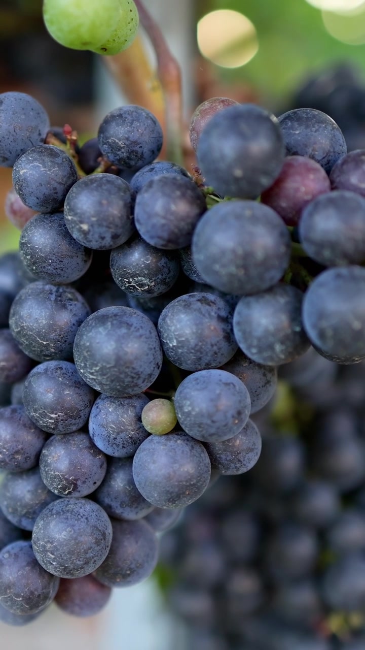 Primo piano di grappoli d'uva nel vigneto