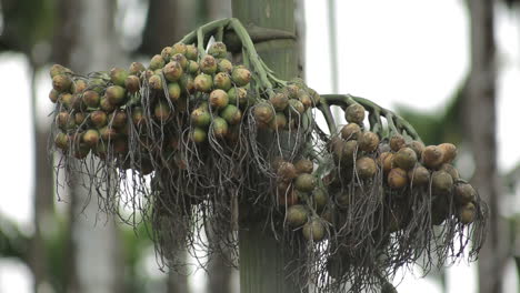 Nahaufnahme-Einer-Arekanuss-Auf-Einem-Baum