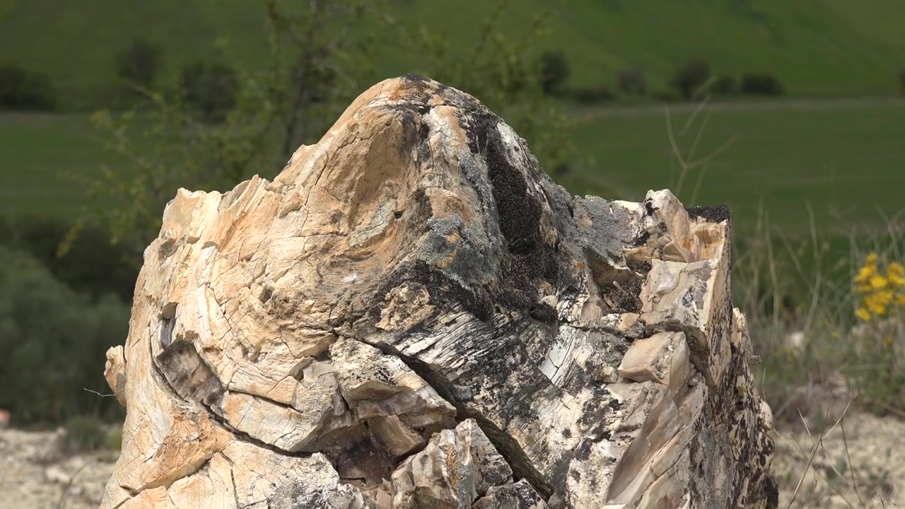Närbild av ett förstenat träfossil i ett naturligt landskap