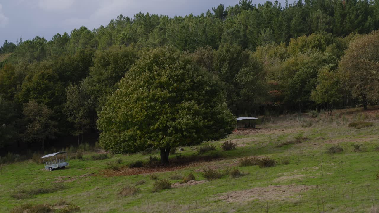 Young Cattle Laying On The Grass In A Big Field Behind A Big Chestnut