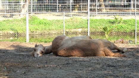 un camello acostado en un zoológico que se mantiene fresco a la sombra mientras el sol calienta