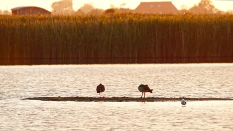 un par de gansos egipcios en equilibrio en una pierna en una isla elevada de lodo al atardecer debajo de las cañas