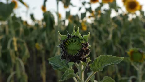 close-up view of a wilted sunflower against shallow depth of field