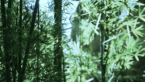 Green-bamboo-in-the-fog-with-stems-and-leaves