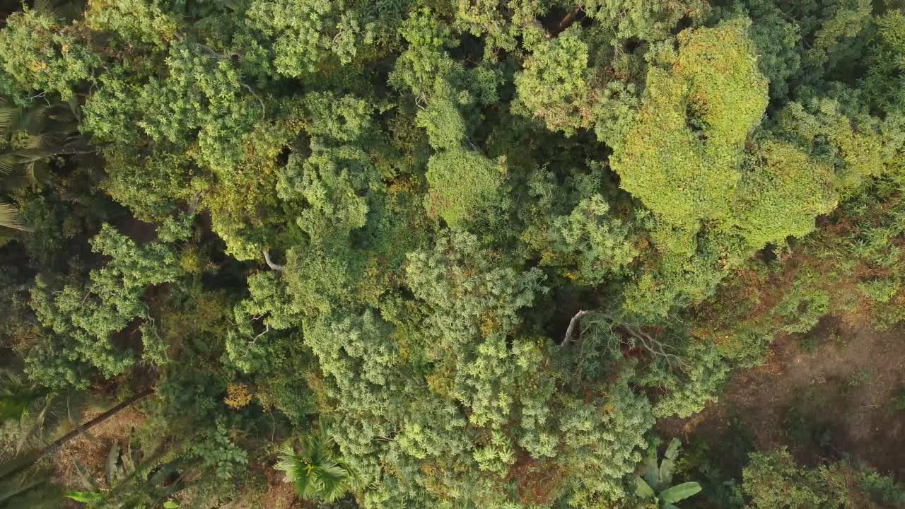 toma de vista de área de selva o bosque