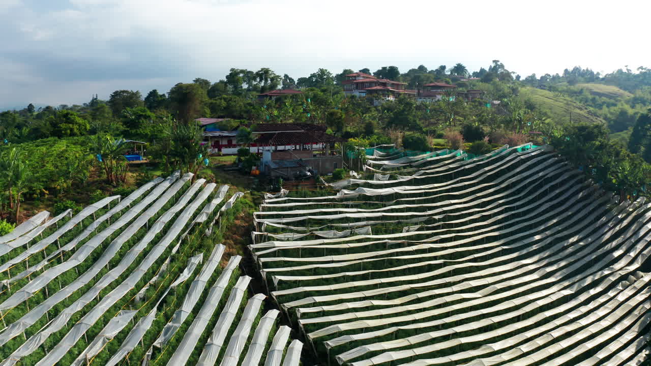 Aerial drone view of tomato plantation on the hills of Salento, Colombia