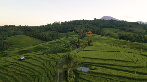 Scenery-Of-Green-Rice-Fields-In-Bali,-Indonesia---aerial-drone-shot