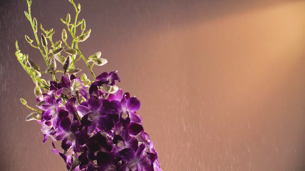 4K Bella Orchidea Fresca Viola, Primo Piano