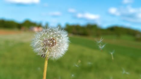 copy space: soft white dandelion seeds fly off the flower and into the sky.