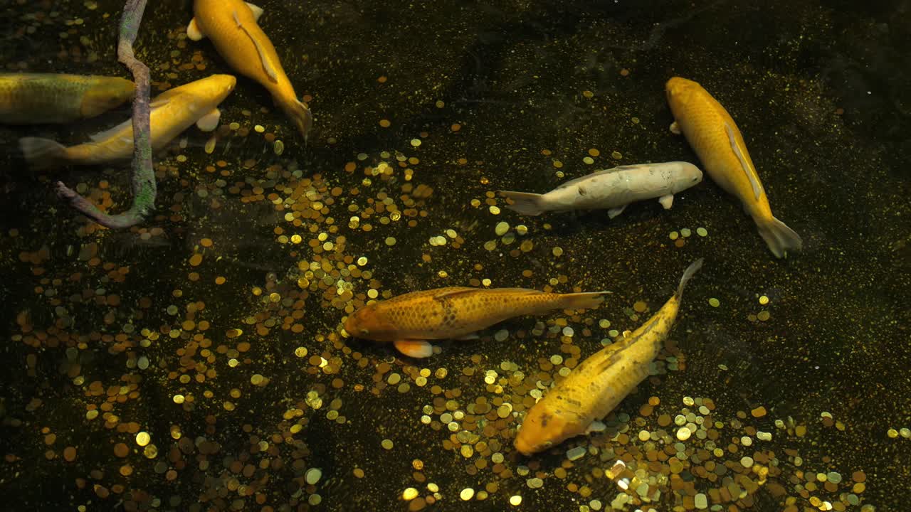 карпы кои плавают в пруду с монетами на дне