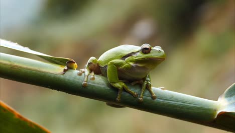 La-Rana-Está-Parada-Y-Descansando-Sobre-Una-Planta-De-Hojas-En-Un-Día-Lluvioso,-Las-Gotas-De-Lluvia-Están-Cayendo