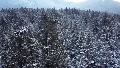 revealing aerial shot of the endless winter forest in rocky mountains in canada