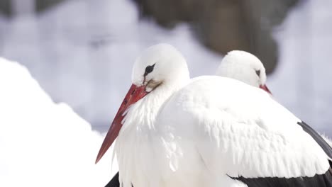 two european white storks keeping warm in the winter at the lincoln park zoo