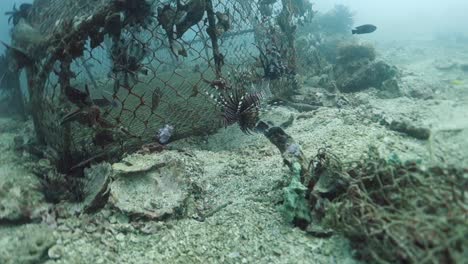 El-Pez-León-Adulto-Pterois-Miles-Usa-Una-Jaula-De-Pesca-Descartada-Como-Camuflaje