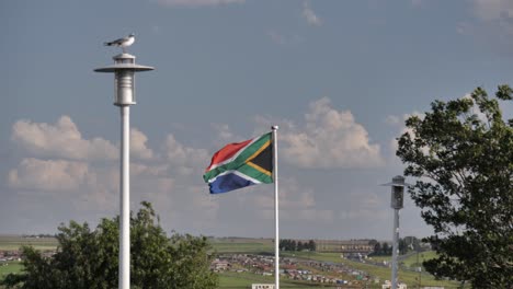 bandera de sudáfrica ondea con viento fuerte cerca de gaviota desenfocada