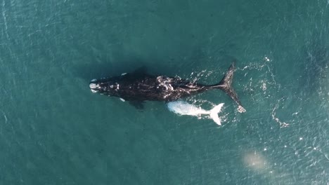 Ballena-Bebé-Ordeñando-A-La-Madre,-Toma-Aérea,-Vista-Superior