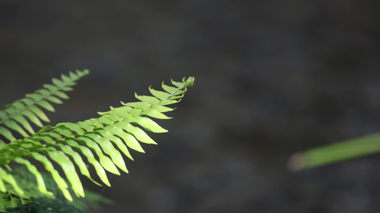 primer plano de hojas de helecho con fondo de agua