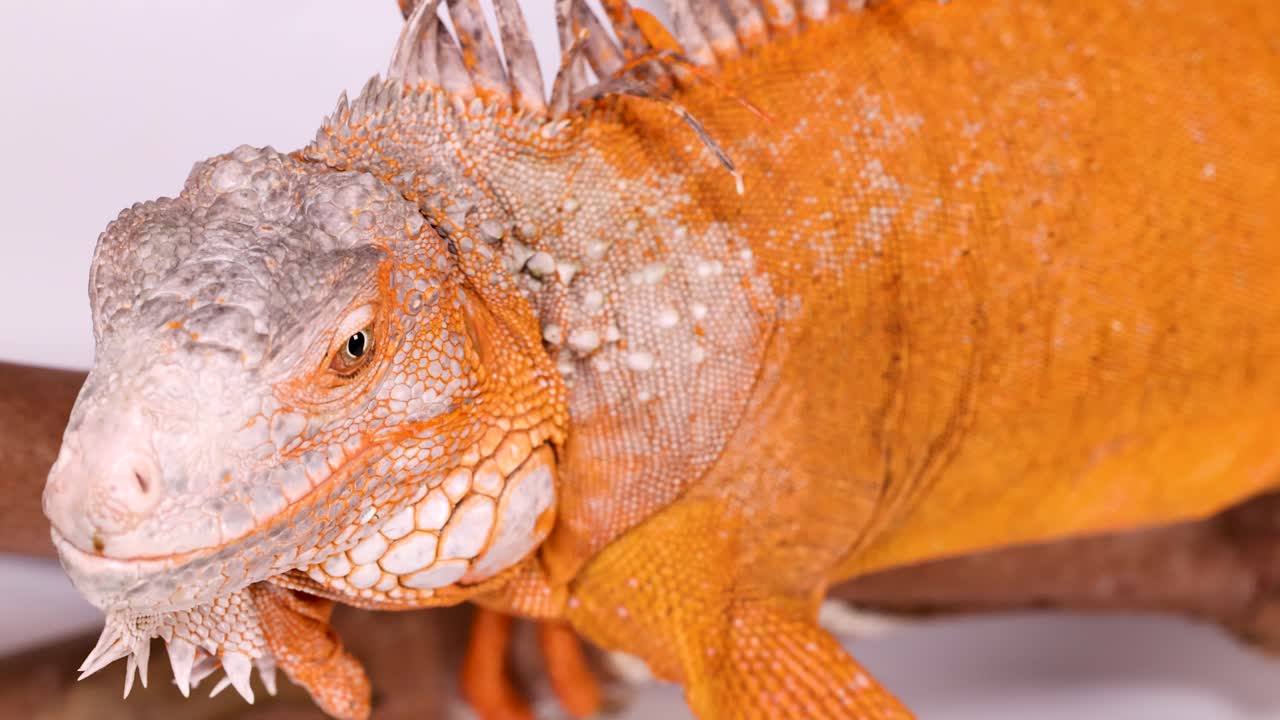 Primer plano de una iguana naranja brillante descansando sobre una rama con un fondo blanco