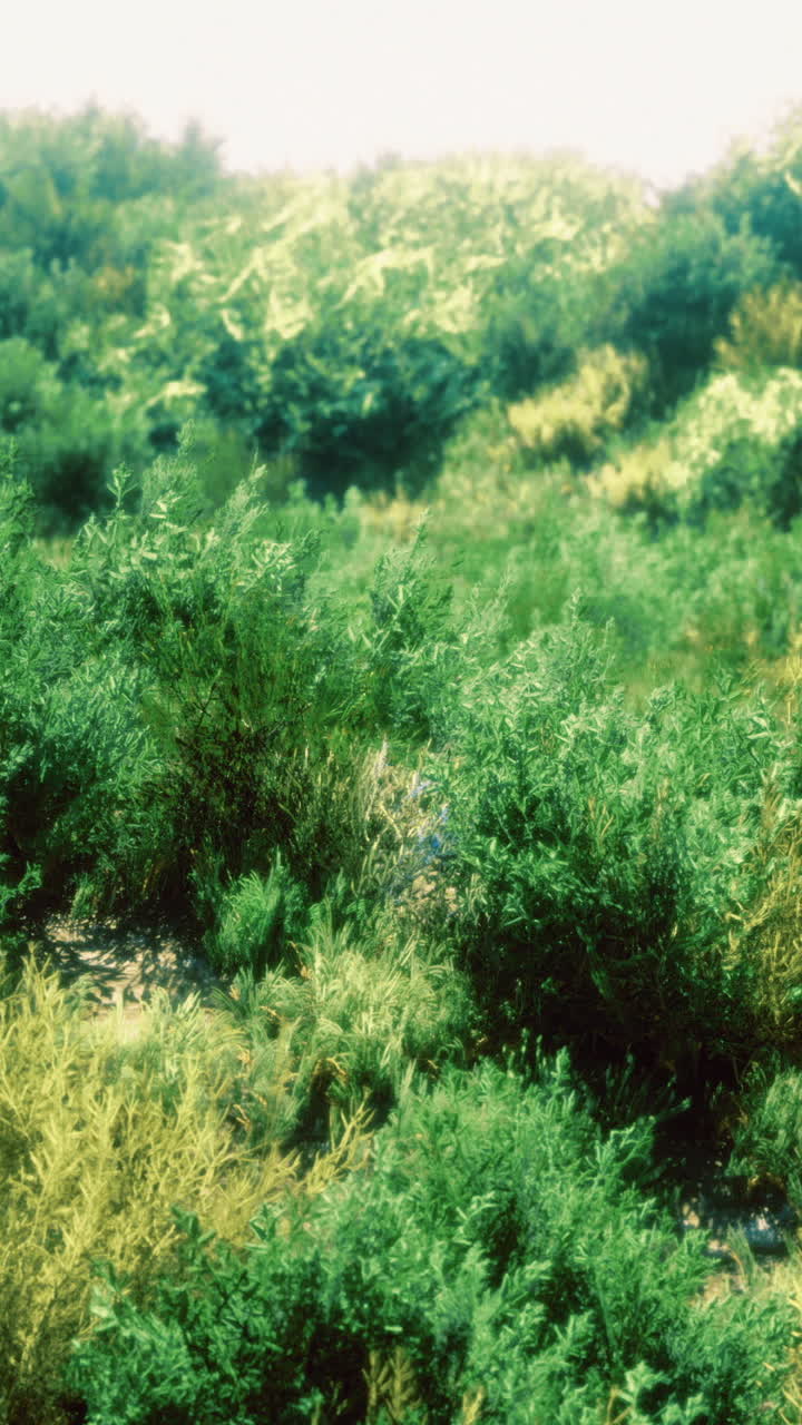 Vibrant green vegetation thriving in a natural landscape under bright sunlight