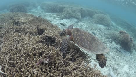 Una-Tortuga-Carey-Atraviesa-Un-Arrecife-Alimentándose-Del-Coral-Cuerno-De-Ciervo-En-Las-Aguas-Poco-Profundas-De-Un-Ecosistema-Insular