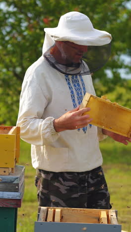 hardworking beekeeper in national shirt and protective hat looks at new honeycomb. sunny summer day at apiary. vertical video