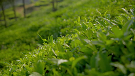 close up view of beautiful tea plants