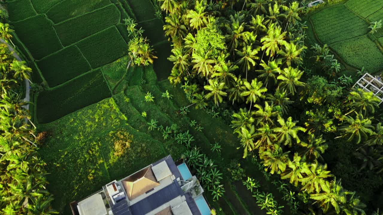 una vista aérea de arriba hacia abajo de los hermosos campos de arroz verdes al amanecer tomada por un avión no tripulado en bali, indonesia