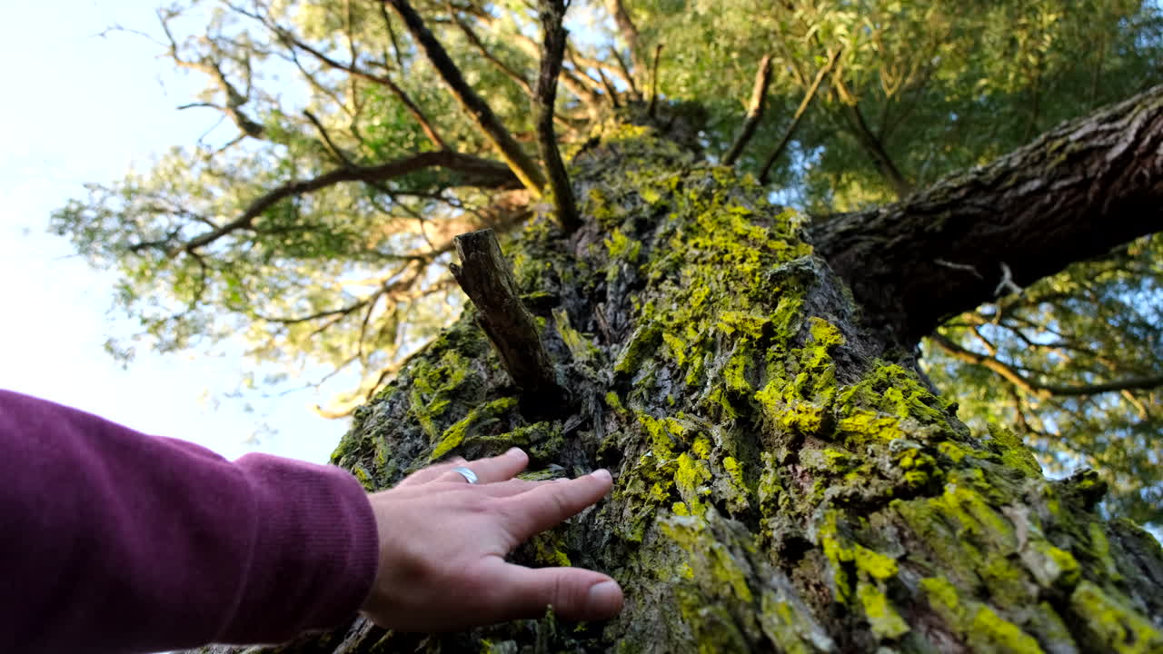 Man connects with blackwood tree by touching rough exterior covered in lichens