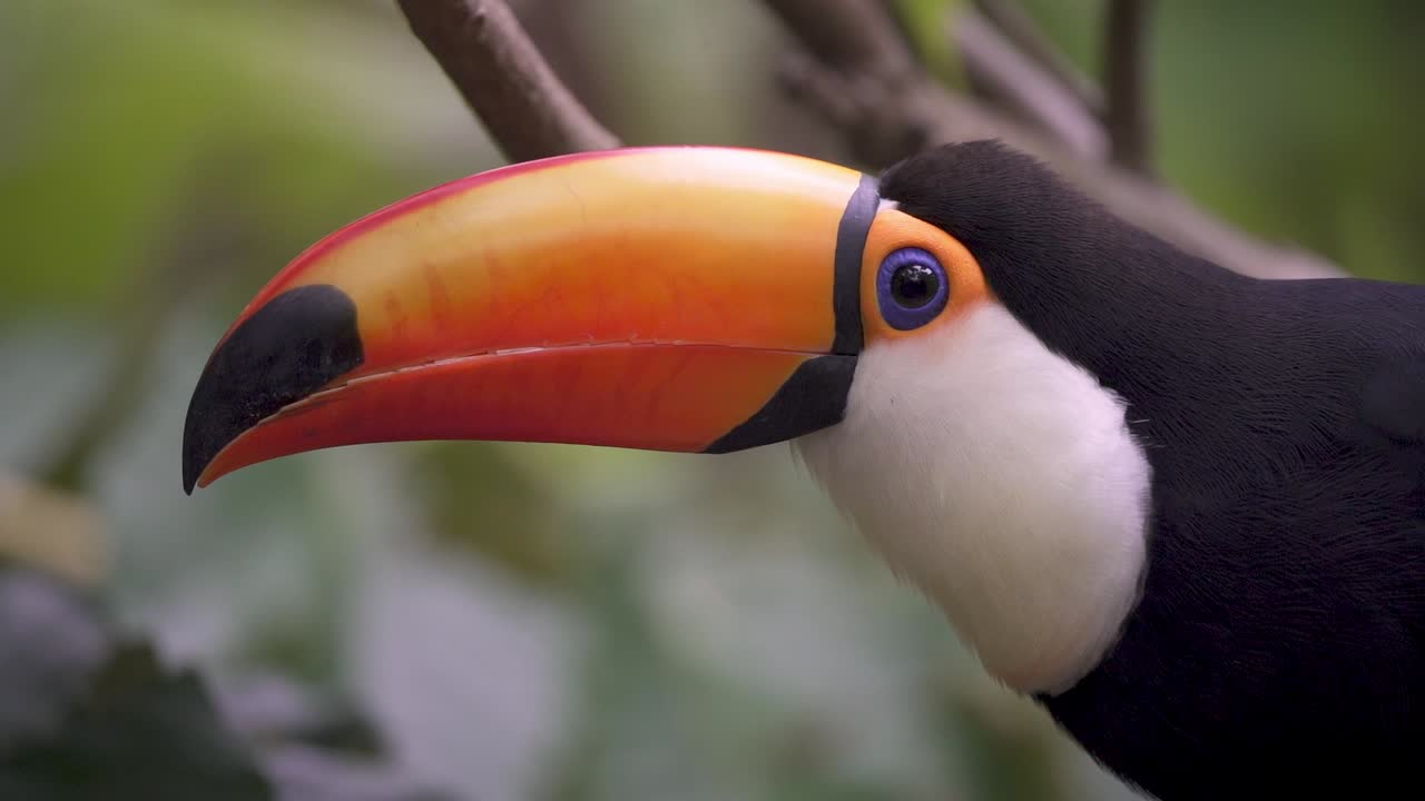 Plano de perfil de um tucano comum emitindo som e abrindo o bico em câmera lenta