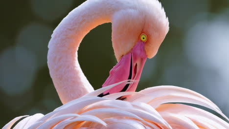 close-up of a pink flamingo preening its feathers