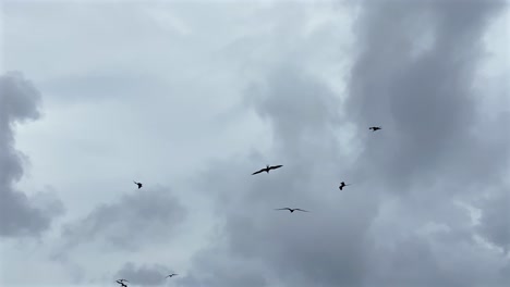 los pájaros gaviotas san blas panama guna casas del grupo indígena américa central