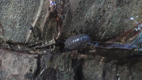 cerrar pill bug caminando por la madera