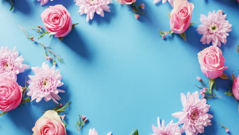 overhead video of pink rose and chrysanthemum flowers on blue background with central copy space