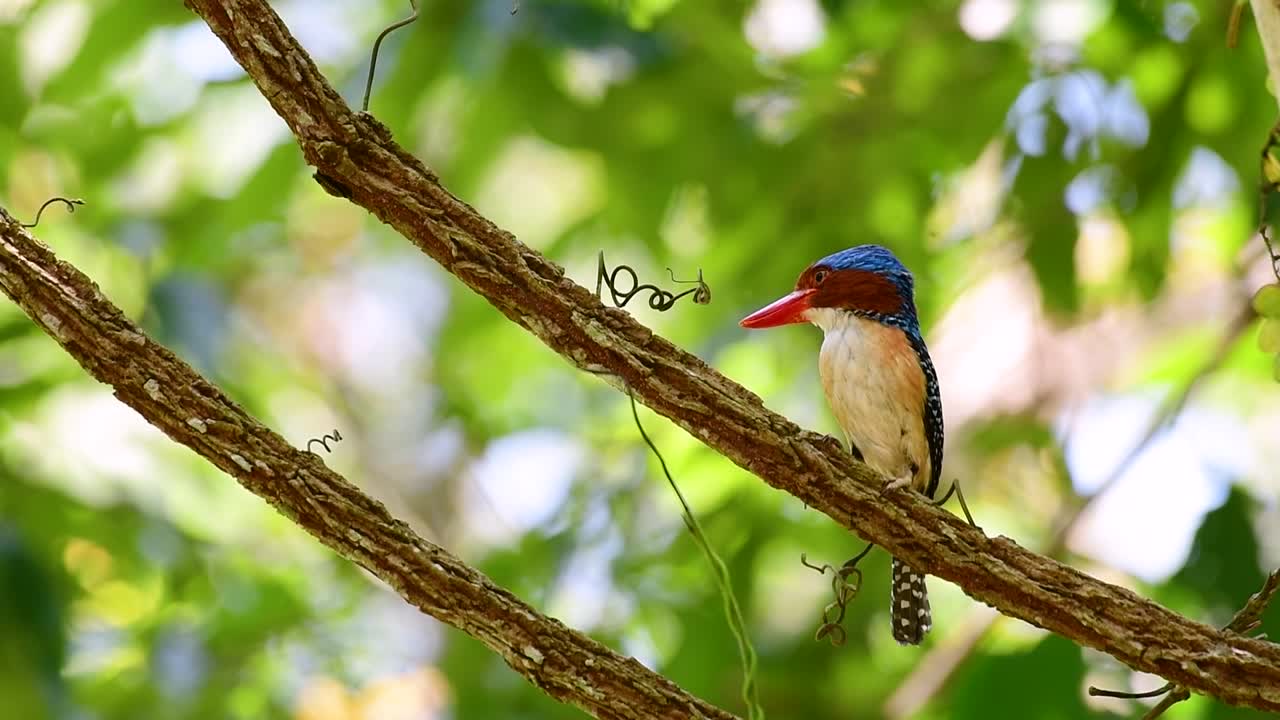 un martín pescador de árboles y una de las aves más hermosas que se encuentran en tailandia dentro de las selvas tropicales