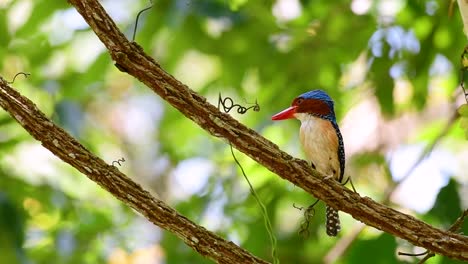 A-tree-kingfisher-and-one-of-the-most-beautiful-birds-found-in-Thailand-within-tropical-rain-forests