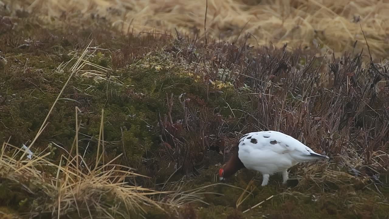 Pernice bianca nordica in ambiente di tundra invernale nella Norvegia settentrionale