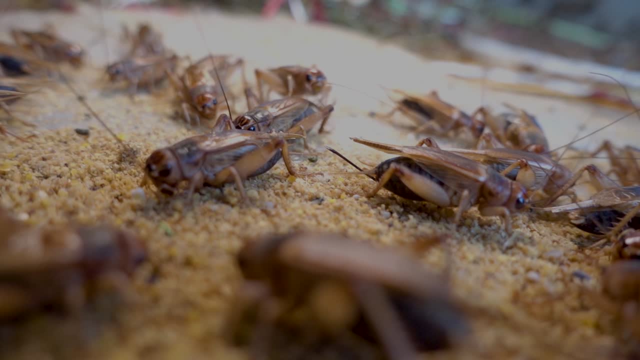 pan shot over many crickets eating in a crickets farm in Cambodia